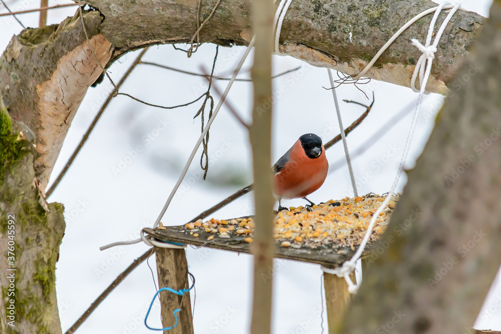 Forest birds live near the feeders in winter