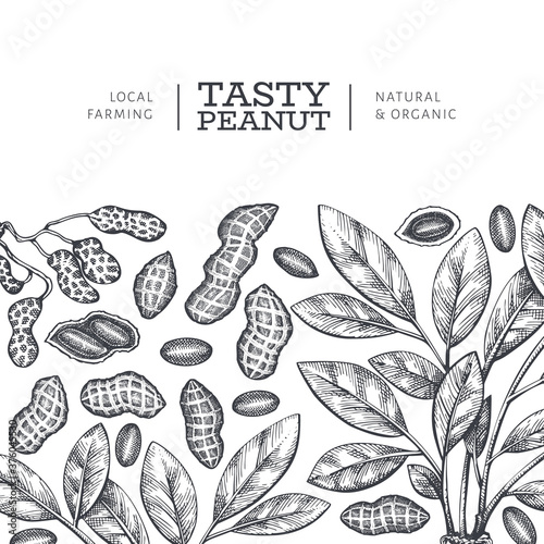 Hand drawn peanut branch and kernels design template. Organic food vector illustration on white background. Retro nut background. Engraved style botanical picture.