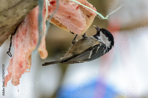 Obraz na płótnie Forest birds live near the feeders in winter w salonie