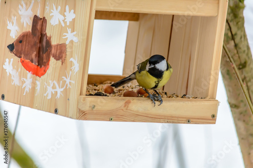 Forest birds live near the feeders in winter