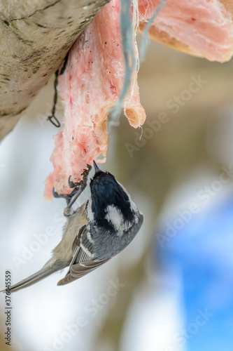 Forest birds live near the feeders in winter