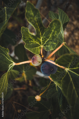 figs on a tree greece plant