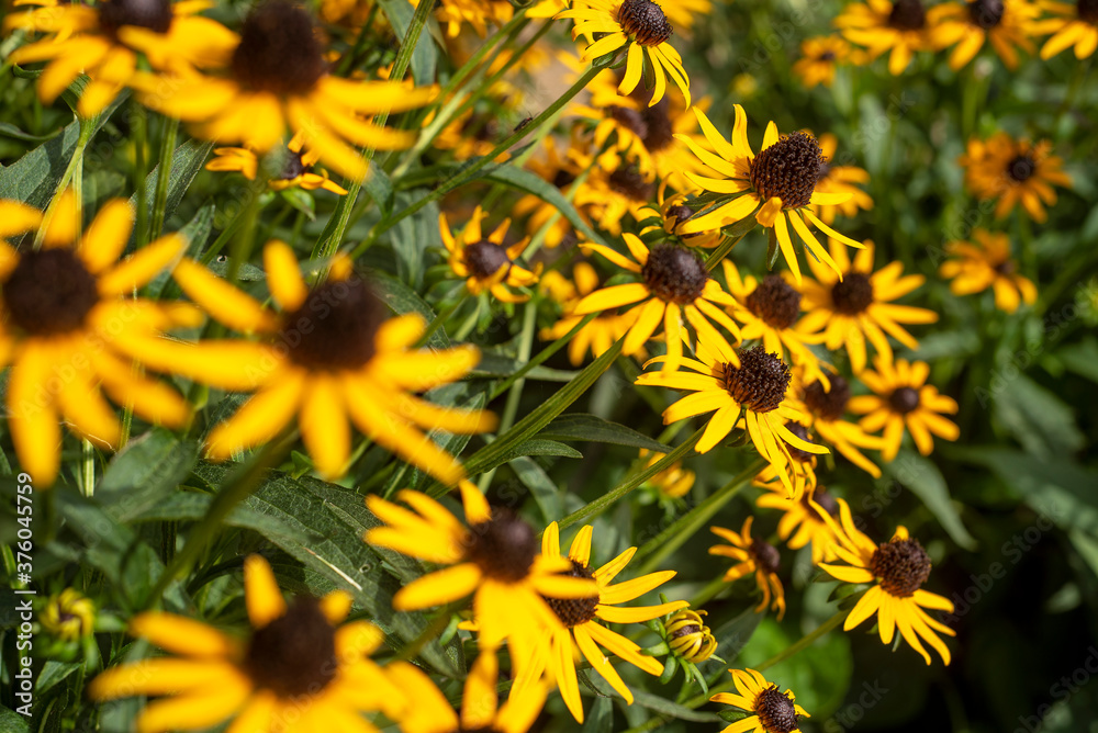 Close up of yellow black eyed susan flowers, daisies, Daisy, bouquet, meadow of flowers, bright yellow flowers, bunch, decorative, picking Close up of yellow black eyed susan flowers, daisies, Daisy, bouquet, meadow of flowers, bright yellow flowers, bunch, decorative, picking