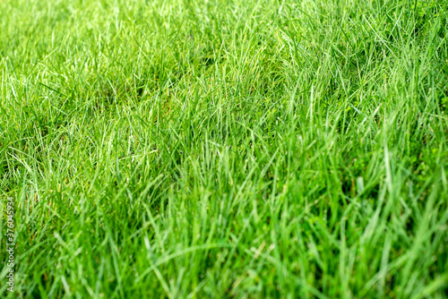 Closeup shallow focus green grass lawn in sunshine, healthy lawn, dull lawnmower blade, damaged grass, new overseed grass, fertilizer application, thick grass, no weeds, weed prevention