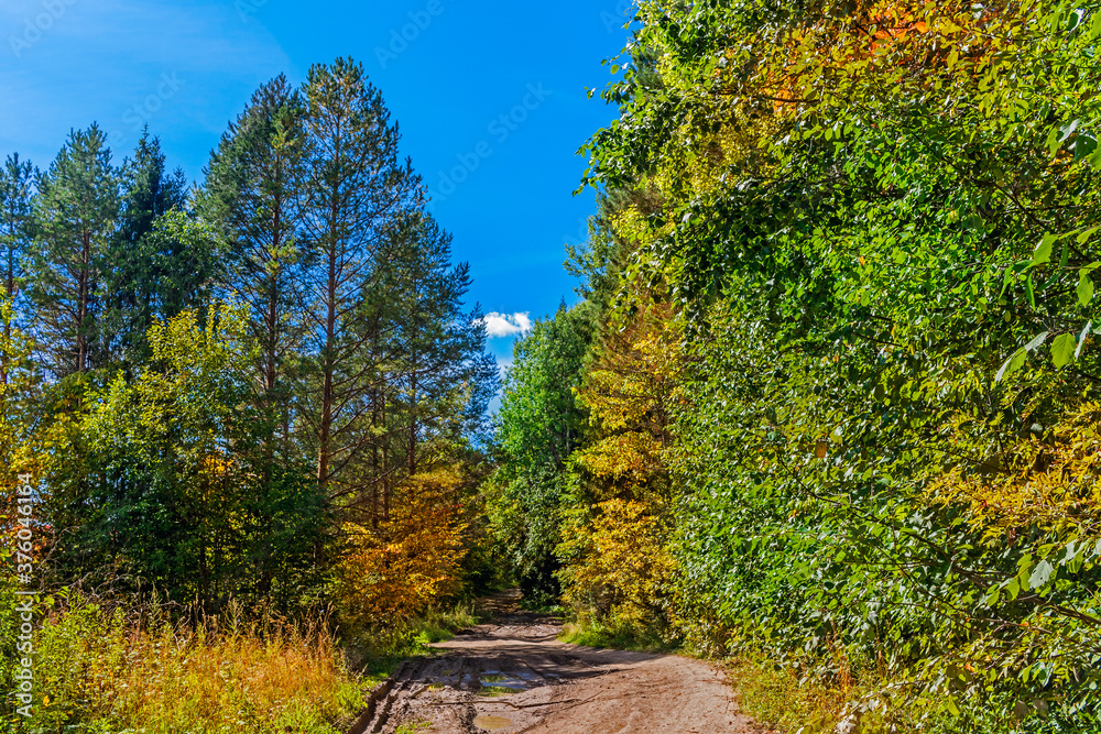 rural landscape with a path in the autumn forest rural landscape with a path in the autumn forest