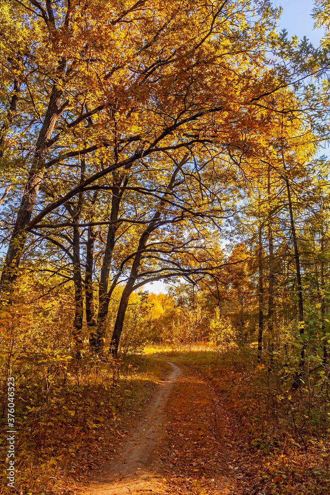 rural landscape with a path in the yellow autumn forest rural landscape with a path in the yellow autumn forest