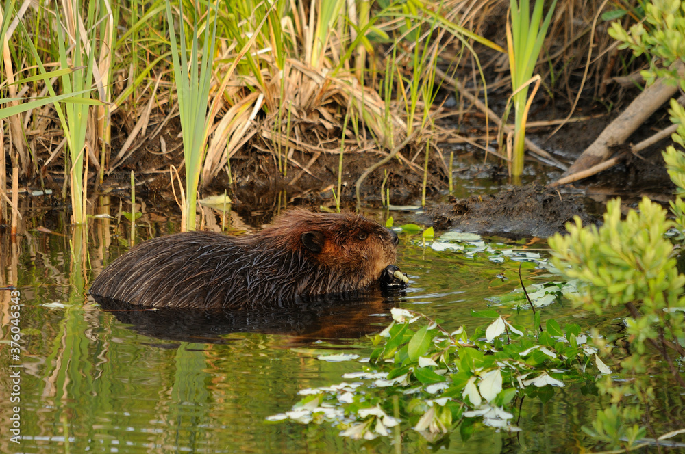 Beaver stock photos. Beaver eating in the water displaying brown fur coat, body, head, eye, ears, nose, with a green foliage background and in its habitat and environment. Image. Picture. Portrait. Beaver stock photos. Beaver eating in the water displaying brown fur coat, body, head, eye, ears, nose, with a green foliage background and in its habitat and environment. Image. Picture. Portrait.