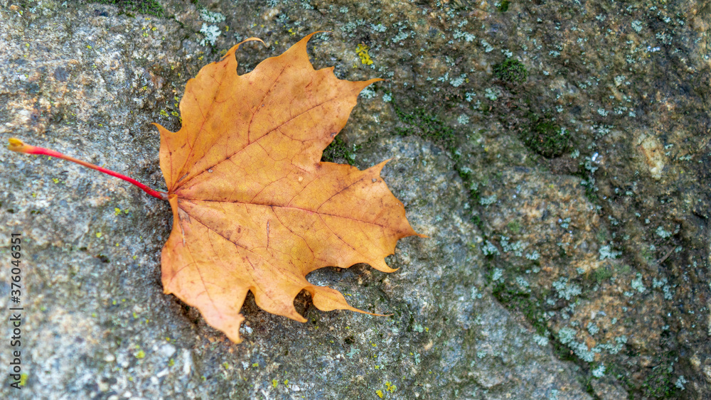 Closeup of orange maple leaf on gray rock in autumn, isolated. Closeup of orange maple leaf on gray rock in autumn, isolated.
