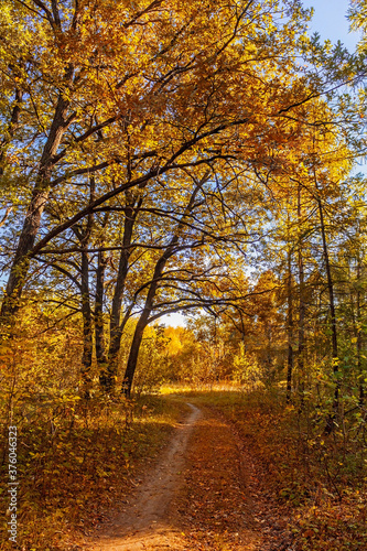 rural landscape with a path in the yellow autumn forest