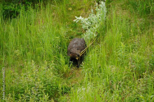 Beaver stock photos. Close-up profile view logging a tree branch for building beaver lodge and displaying brown fur coat, in its habitat and environment with a foliage background and foreground.