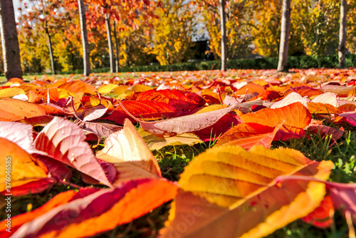 Photography Golden and red autumn fallen leaves on campus of University College Dublin, Dubl