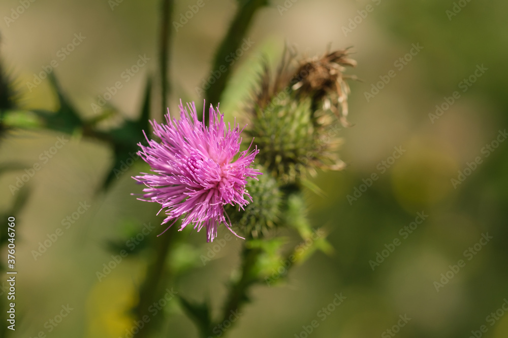 Die Blüte einer Distel