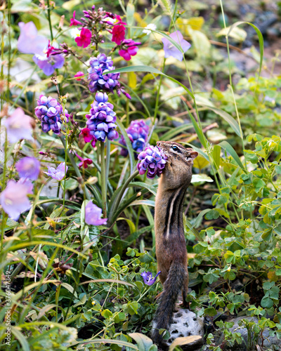 Tableau sur toile Chipmunk stock photos