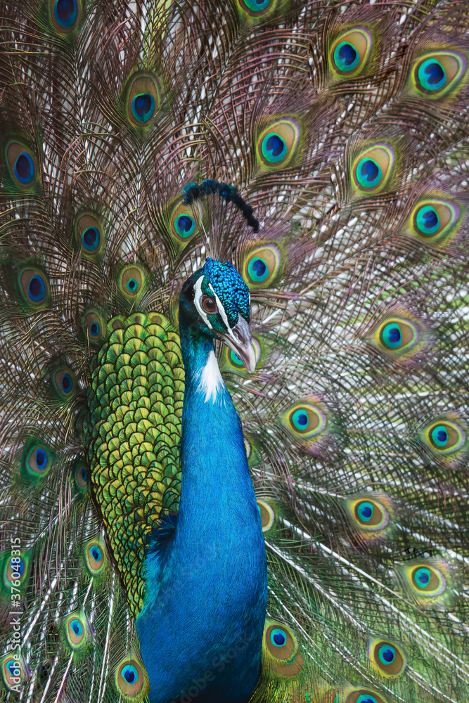 Obraz premium Close-up male Indian Peacock in full display.