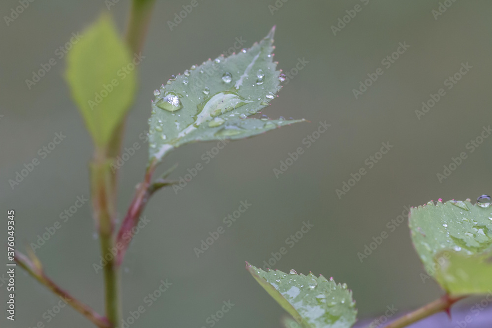 water on leaf