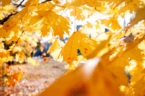 background of yellow maple leaves