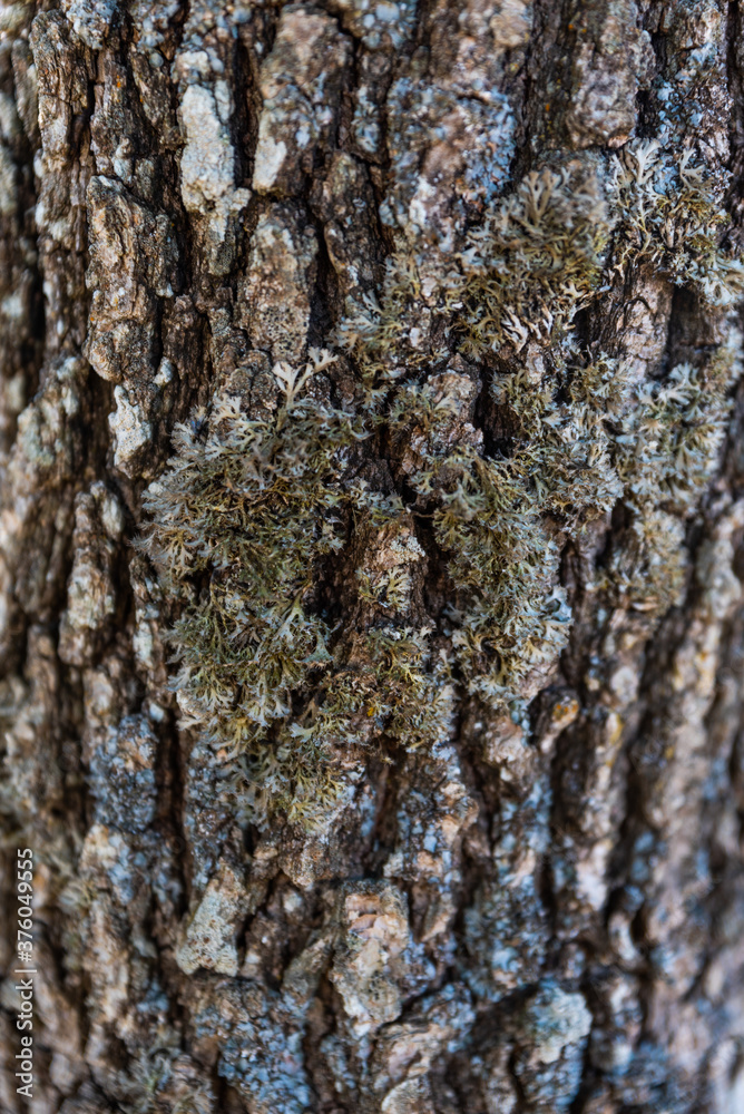 Fototapeta premium Background of the detail of the bark of the trunk of an oak tree with a little moss in gray tones in Spain