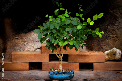 Privet bonsai in blue ceramic pot, brick background.