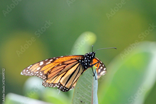 Monarch Butterfly on a Plant