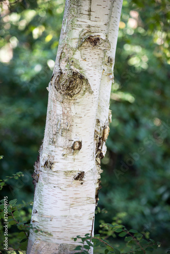 Closeup of birch tree trunk in a public garden