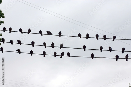 pigeons on wires - autumn melody