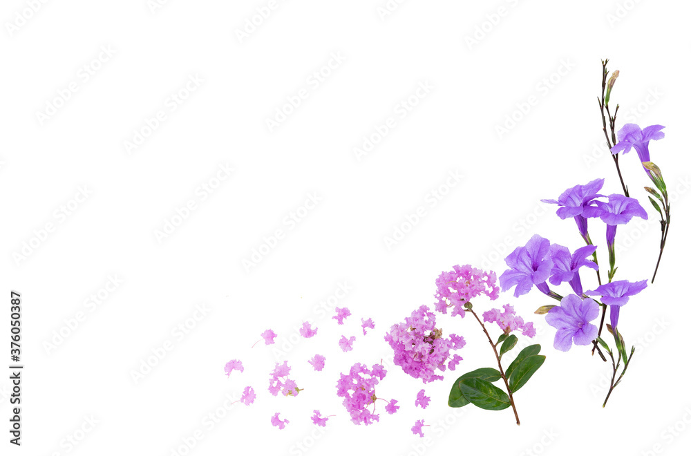  purple flowers top view on white background