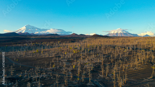 Dead forest on Tolbachik volcano