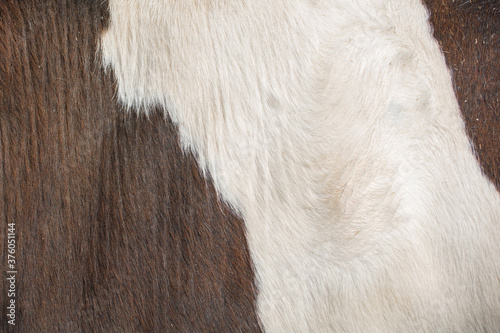 Texture or pattern of cowhide  © Hussain