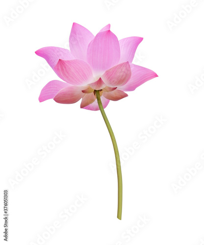  lotus isolated on white background © siwaporn999