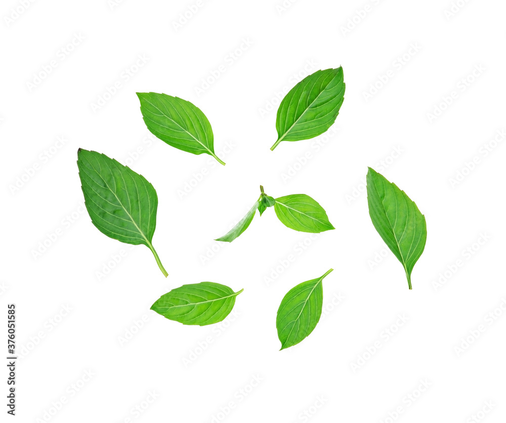 Obraz premium basil leaves top view on white background