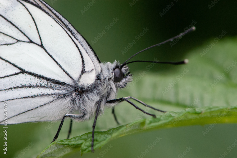 Close-up black-veined white butterfly is sleeping on green leaf and green background Close-up black-veined white butterfly is sleeping on green leaf and green background