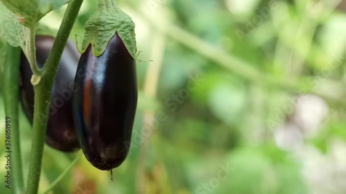 Close up Purple eggplant fruits ripening on bushes in a greenhouse. Ripe aubergine hanging on the plant in the garden. brinjal on the branches growing on a farm. Industrial vegetables cultivation.