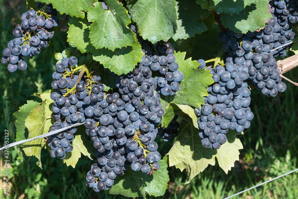 Close up of ripe juicy blue grapes on a vine in the Rheingau / Germany