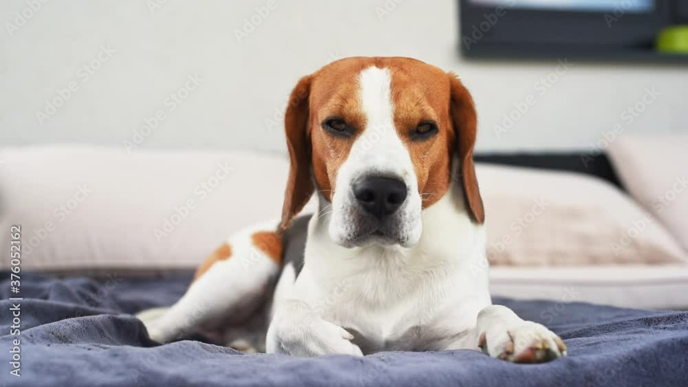Close up. A portrait of a beagle dog lying on a garden sofa outside in the shade. Canine theme Close up. A portrait of a beagle dog lying on a garden sofa outside in the shade. Canine theme