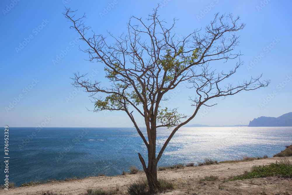 Landscape with a tree on the seashore against the backdrop of a cloudless sky Landscape with a tree on the seashore against the backdrop of a cloudless sky