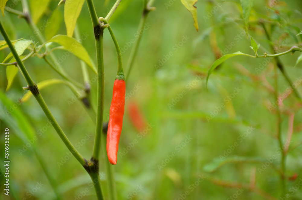 the red ripe chilly with leaves and plant in the garden. the red ripe chilly with leaves and plant in the garden.