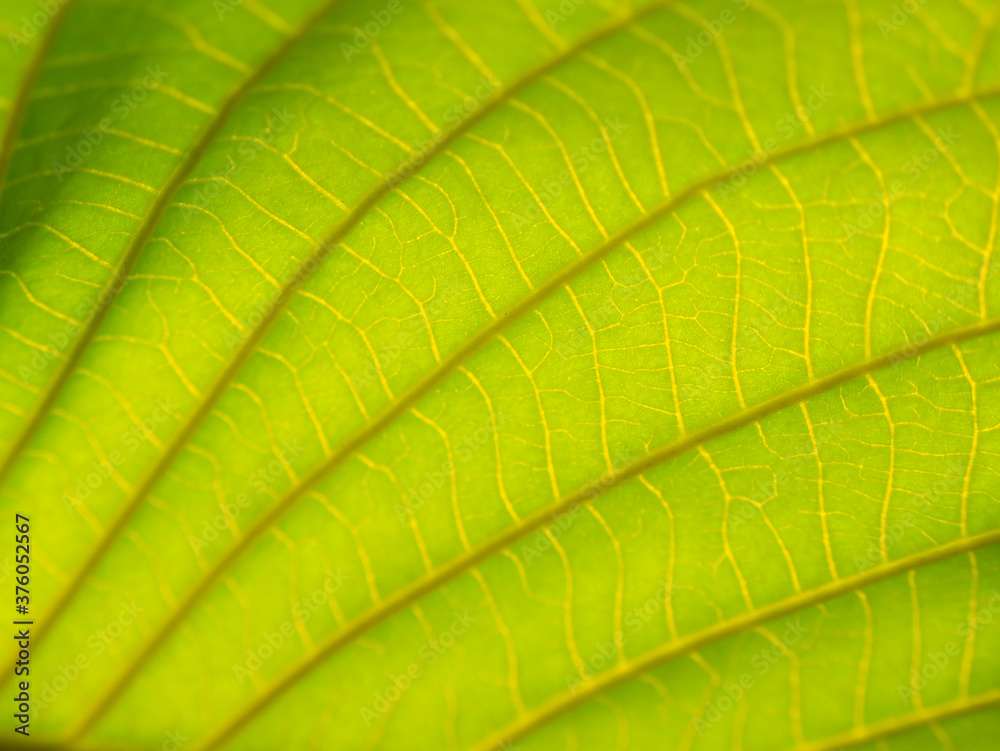 Blur of Pattern Elephant Climber Leaf Blur of Pattern Elephant Climber Leaf