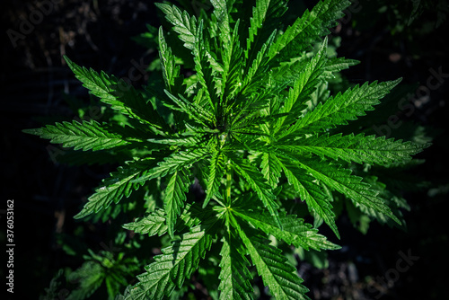 Top view of a cannabis plant on a blurred natural background. Selective focus.