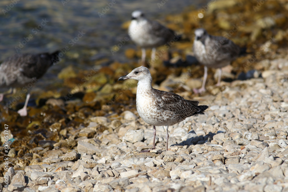 Grey sea gull stands on a rocky shore Grey sea gull stands on a rocky shore