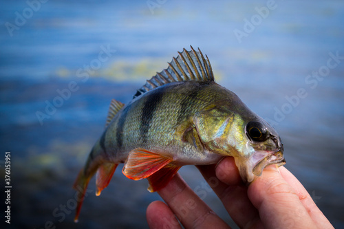 Fresh perch in the hand of fisherman,catched on the hook photo