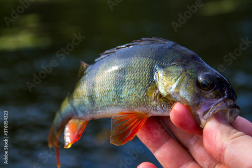 Fresh perch in the hand of fisherman,catched on the hook