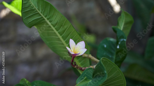 magnolia flower in the garden
