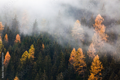 autumn nature background forest in fog © Melinda Nagy