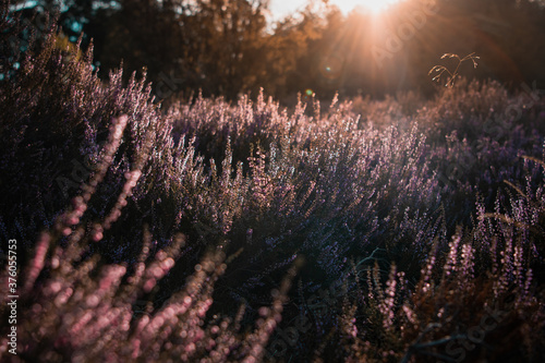 Beautiful purple blooming heath flowers in the heather landscape in germany. Natural evening light exploring  the nature. Lüneburger Heide