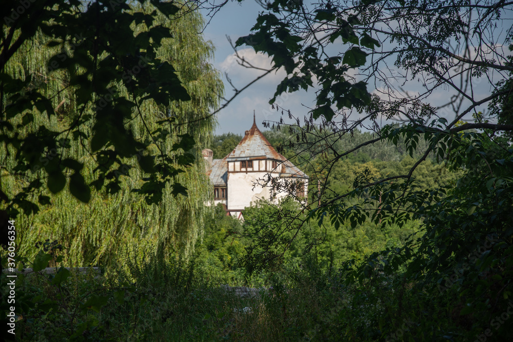 Summer forest in Kharkiv region