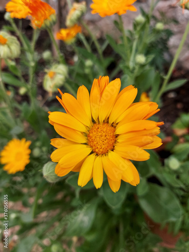 yellow flowers in the garden