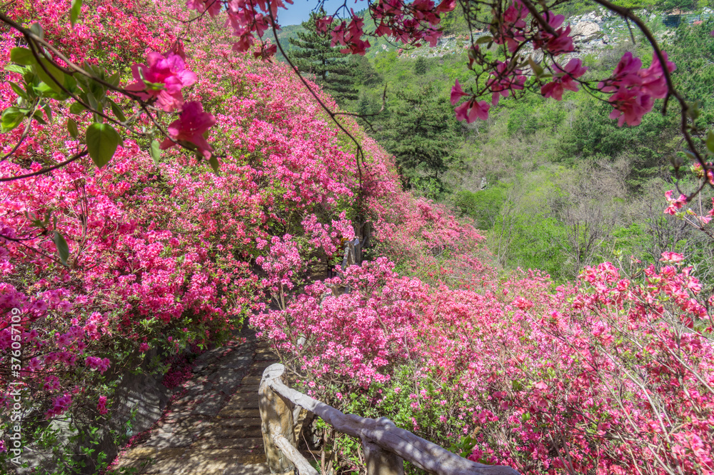 Wuhan cloud and mist mountain scenery in spring Wuhan cloud and mist mountain scenery in spring