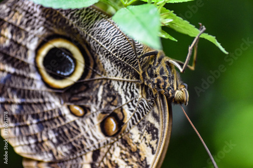 Schmetterling