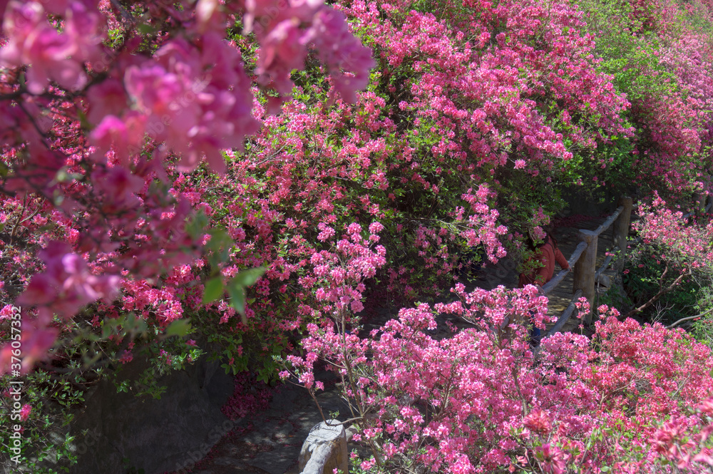 Wuhan cloud and mist mountain scenery in spring Wuhan cloud and mist mountain scenery in spring