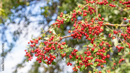 Red Hawthorn beries on a tree in front of a blue clouded sky